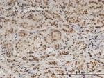 DDB1 Antibody in Immunohistochemistry (Paraffin) (IHC (P))