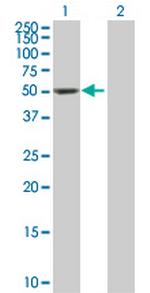 DDC Polyclonal Antibody, MaxPab™