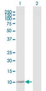 DDT Polyclonal Antibody, MaxPab™