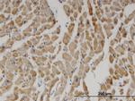 DECR1 Monoclonal Antibody (3D4)