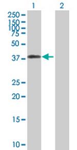 DFFA Polyclonal Antibody, MaxPab™