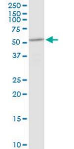 DHCR7 Polyclonal Antibody, MaxPab™