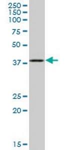 SEPT1 Polyclonal Antibody, MaxPab™