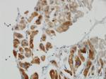 DLD Monoclonal Antibody (3C1)