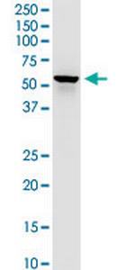 DLST Monoclonal Antibody (4D7)