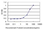 DLX1 Antibody in ELISA (ELISA)