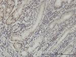 DLX2 Monoclonal Antibody (2H2)