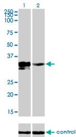 DLX3 Monoclonal Antibody (4F8)