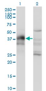 DLX3 Monoclonal Antibody (3C3)