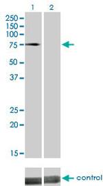 DMPK Monoclonal Antibody (2F7)