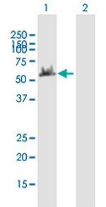 DYNC1LI2 Polyclonal Antibody, MaxPab™