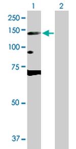 DNMT3A Polyclonal Antibody, MaxPab™