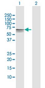 DOK1 Polyclonal Antibody, MaxPab™