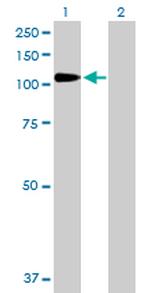DPP4 Antibody in Western Blot (WB)