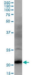 DR1 Polyclonal Antibody, MaxPab™