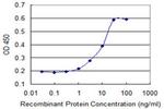 DUSP1 Antibody in ELISA (ELISA)