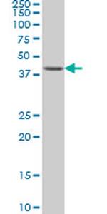 DUSP5 Antibody in Western Blot (WB)