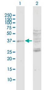 DUSP7 Polyclonal Antibody, MaxPab™