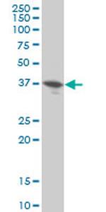 DUSP9 Monoclonal Antibody (2E3)