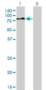 DVL3 Antibody in Western Blot (WB)