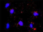 E2F1 Monoclonal Antibody (2E10)