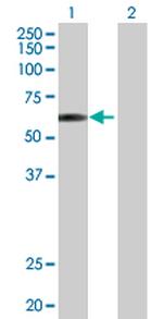 E2F4 Polyclonal Antibody, MaxPab™