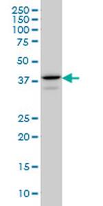 E2F4 Monoclonal Antibody (5B7)