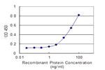 EBF1 Antibody in ELISA (ELISA)