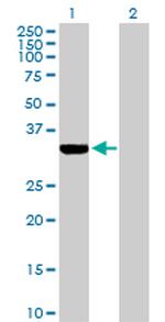 ECH1 Polyclonal Antibody, MaxPab™