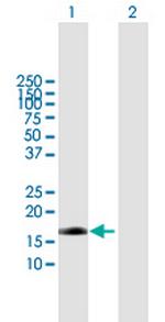 EDN2 Polyclonal Antibody, MaxPab™
