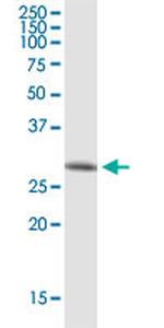 EEF1B2 Monoclonal Antibody (2C11)