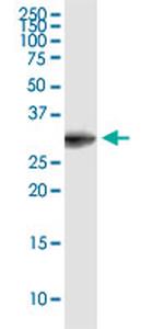 EEF1B2 Antibody in Western Blot (WB)