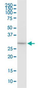 EEF1B2 Monoclonal Antibody (3F9)