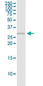 EEF1B2 Monoclonal Antibody (4G8)