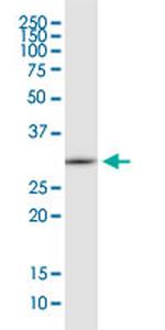 EEF1B2 Antibody in Western Blot (WB)