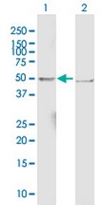 EEF1G Antibody in Western Blot (WB)