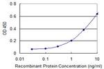 EEF1G Antibody in ELISA (ELISA)
