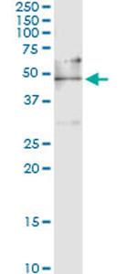 EEF1G Antibody in Immunoprecipitation (IP)