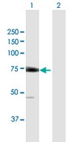 EIF2D Antibody in Western Blot (WB)