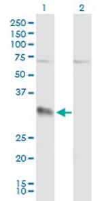 EFNA3 Polyclonal Antibody, MaxPab™