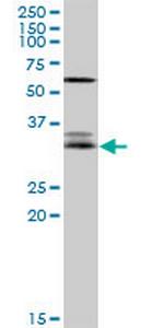 EFNA3 Polyclonal Antibody, MaxPab™