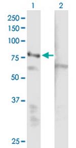 EHHADH Polyclonal Antibody, MaxPab™