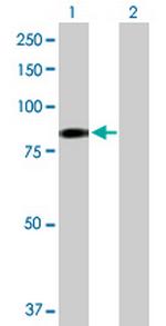 EHHADH Polyclonal Antibody, MaxPab™