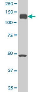 EPHA2 Antibody in Western Blot (WB)