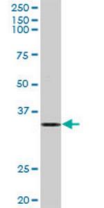 ELAVL1 Polyclonal Antibody, MaxPab™