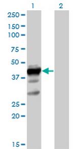 ELAVL3 Polyclonal Antibody, MaxPab™