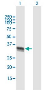 ELAVL4 Polyclonal Antibody, MaxPab™