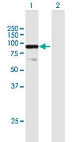 ELF1 Polyclonal Antibody, MaxPab™