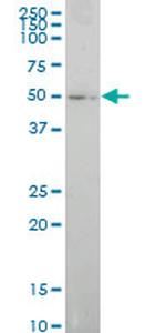 ELF1 Monoclonal Antibody (3B7)
