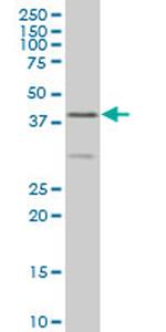 ELF3 Monoclonal Antibody (1F12)